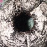 Backen im Advent mit Dinkel