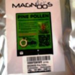 Pinne Pollen - Pinienpollen