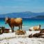 Campen auf der französischen Insel Korsika