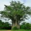 Baobab – der Affenbrotbaum