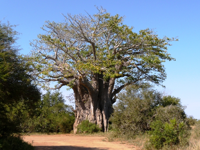 Baobab, Quelle: Janine Grab-Bolliger - Bearbeitung- Joujou_pixelio.de
