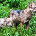 WWF Kinder- und Jugendcamps - Anzeige