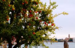 Granatäpfel – Die Speise der Götter