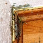Schimmel in der Wohnung