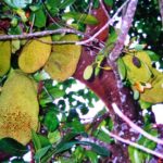 Jackfrucht: die Alternative zu Fleisch - Teil 1
