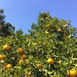Pomelo - die spritzige Zitrusfrucht