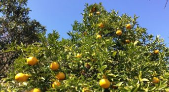 Pomelo – die spritzige Zitrusfrucht