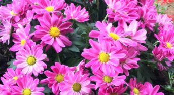 Chrysanthemen: Tipps zur Pflege