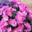Chrysanthemen: Tipps zur Pflege