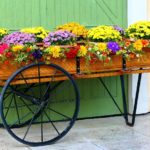 Chrysantheme - die beliebte Heilpflanze....