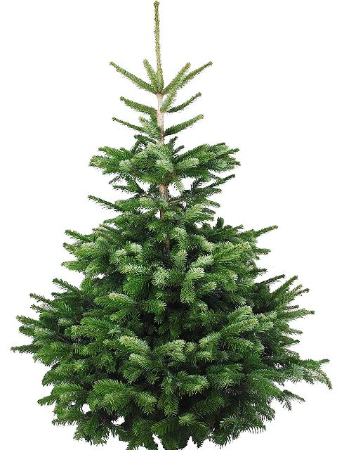 Weihnachtsbaum selber schlagen, Quelle: pixabay