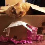 Katzenspiele, unser Paddington