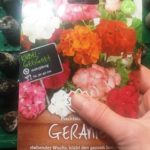 Geranien selber aus Samen ziehen