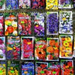F1, F2 oder Samenfest, Quelle: pixabay