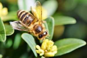 Bienenfreundliche Pflanzen, Quelle: pixabay