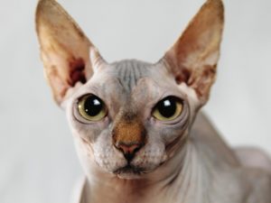 Katzen für Allergiker, Sphinx Katze, Quelle: pixabay
