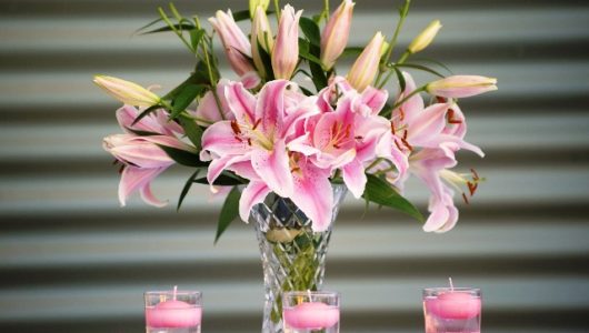 Lilien – Lilienarten, Pflege und Pflanzung