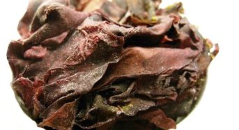 Dulse Algen – Der Geheimtipp unter den Superfoods
