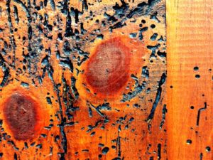 Holzwürmer, Quelle: pixabay