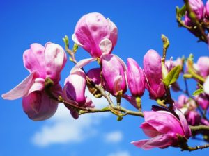Anti-Aging, Magnolia Blüte, Quelle: pixabay