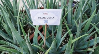 Aloe Vera – Der Geheimtipp für schneller wachsende Haare