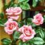 Rosen düngen – Was sollte dabei beachtet werden?