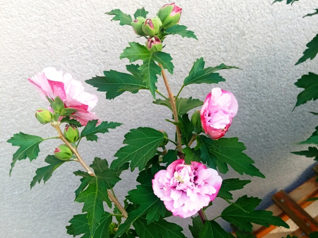 Hibiskus, gefüllte Blüten, Quelle: Manuelas bunte Welt