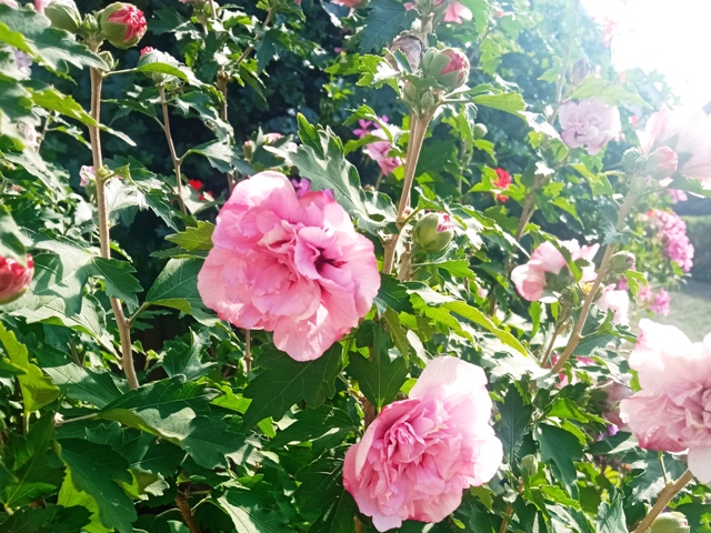 Hibiskus, gefüllte Blüten, Quelle: Manuelas bunte Welt 