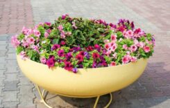 Blumen in Töpfen werden sich als nützlich erweisen, …
