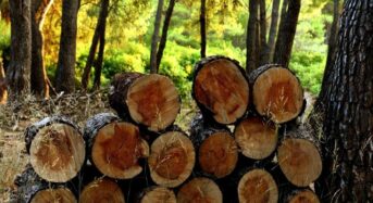 Brennholzpreise – Der richtige Vergleich