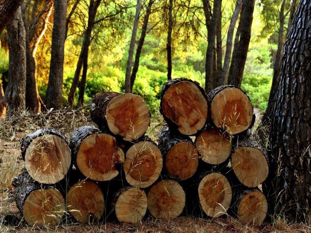 Brennholzpreise, Quelle: pixabay