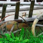 Schädlingsbekämpfung bei Holzwurmbefall
