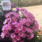 Chrysanthemen -Tipps zur Pflege