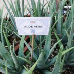 Aloe Vera - Der Geheimtipp für schneller wachsende Haare