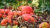 Kürbisse – Das beliebte Herbstgemüse