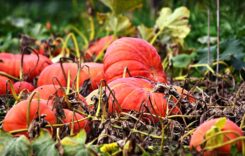 Kürbisse – Das beliebte Herbstgemüse