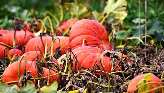 Kürbisse – Das beliebte Herbstgemüse