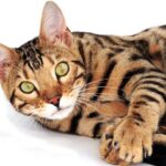 Katzen für Allergiker