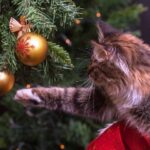 Weihnachtsbaum - Wissenswertes und Informatives