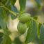 Walnussbaum: Ein Muss für jeden Garten