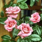 Rosen düngen - Was sollte dabei beachtet werden?