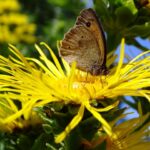 Inulin - süß und gesund