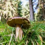 Mykorrhiza-Dünger - Wirkung, Anwendung und Eigenschaften