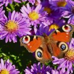 Herbstpflanzen - Sorgen für ein frohes Gemüt....