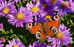 Herbstpflanzen – Sorgen für ein frohes Gemüt….