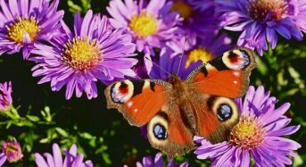 Herbstpflanzen – Sorgen für ein frohes Gemüt….