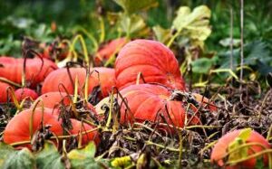 Kürbisse – Das beliebte Herbstgemüse