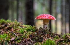 Gartenpflege im Herbst