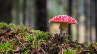 Gartenpflege im Herbst