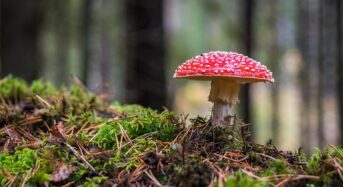 Gartenpflege im Herbst